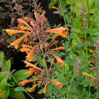 Agastache aurantiaca